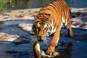 Prowler, Bengal Tiger1487612476 300x200 - Prowler, Bengal Tiger - Tiger, Prowler, Bengal